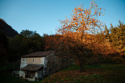 Trees by building against sky during autumn