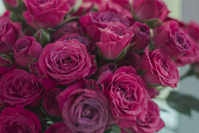 Close-up of pink roses