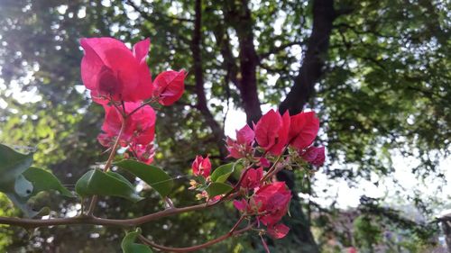 Close-up of pink flowers
