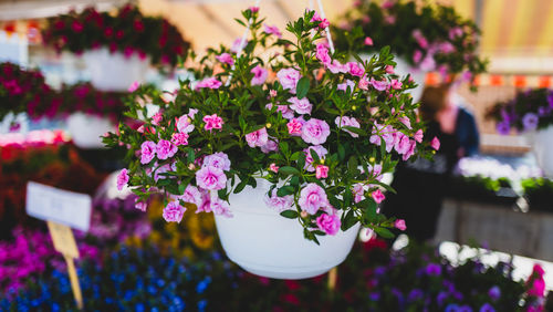 Close-up of pink flowers