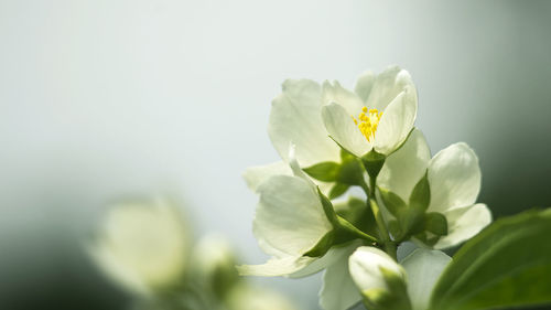 Close-up of white flowering plant