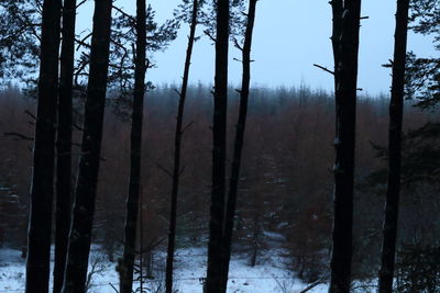 Trees in forest against clear sky