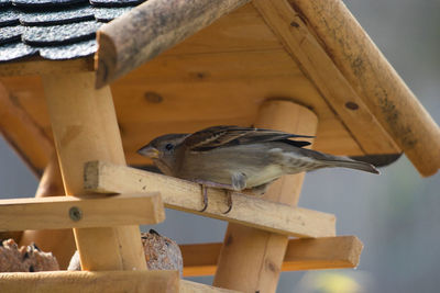 Close-up of bird perching on wood