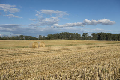 Scenic view of agricultural field against sky