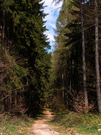 Footpath amidst trees in forest