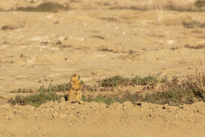 Speckled ground squirrel. spermophilus suslicus. wild animal in spring.