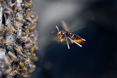 Close-up of bee pollinating flower