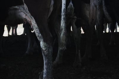 Horses standing in a field