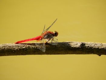 Close-up of insect on wood