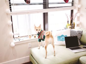 Portrait of dog standing at home