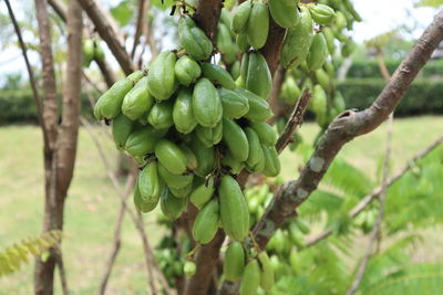 Close-up of berries growing on tree