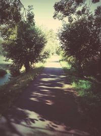 Footpath amidst trees