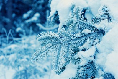 Close-up of snow covered pine tree