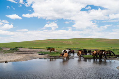 Cows grazing on landscape against sky