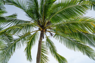 Low angle view of palm tree against sky