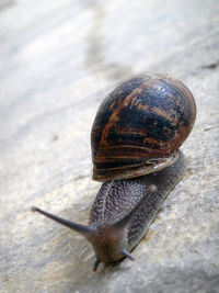 Close-up of snail