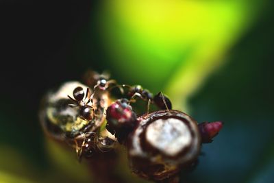 Close-up of plant against blurred background