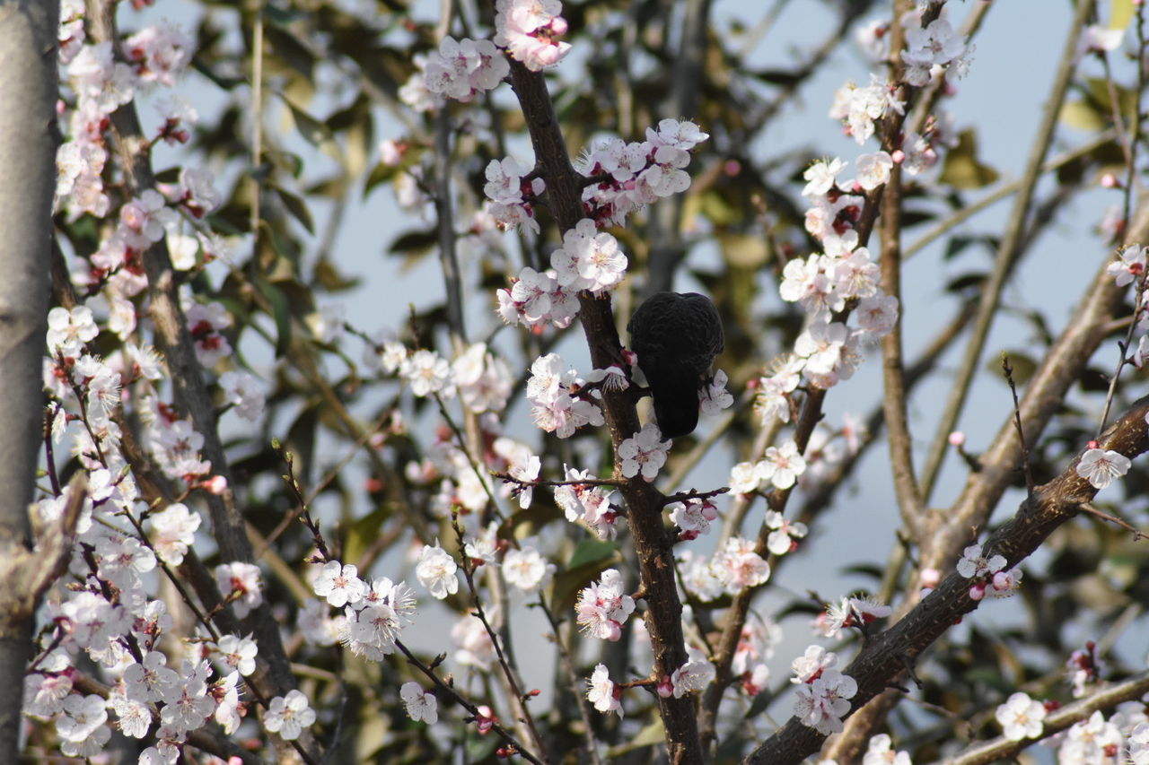 CLOSE-UP OF CHERRY BLOSSOMS