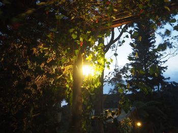 Low angle view of trees in forest during sunset