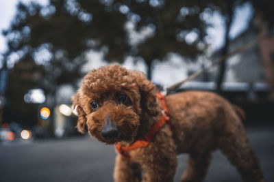 Close-up of dog