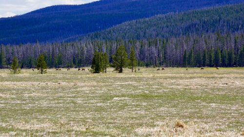 Trees on field in forest