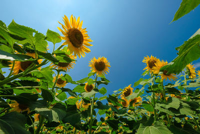 Low angle view of yellow flowering plant against sky