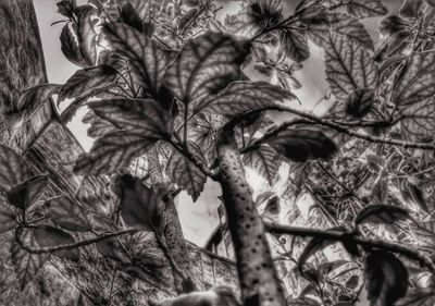 Close-up of dried leaves