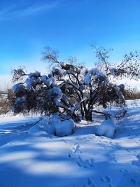 Trees on snow covered field against blue sky