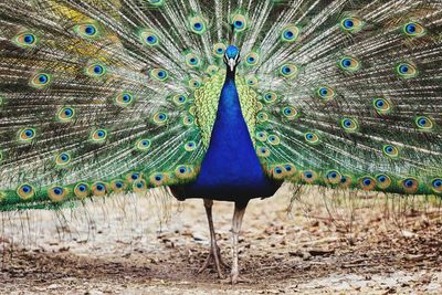 Close-up of peacock