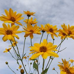 Close-up of yellow flowering plant