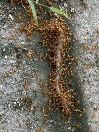 High angle view of insect in water