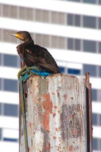 Close-up of bird perching on wooden post