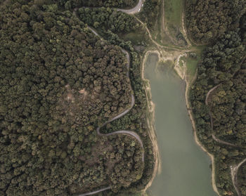 Aerial view of river amidst trees