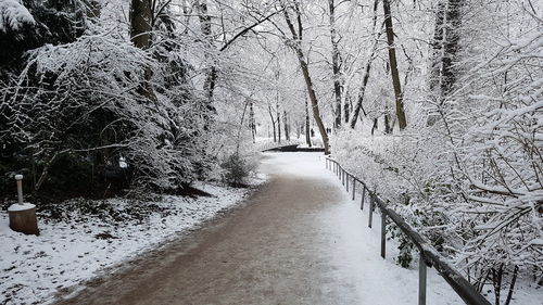 Snow covered bare trees during winter