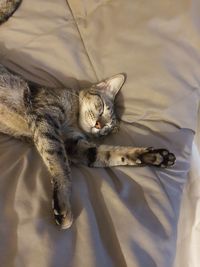 High angle view of cat lying on bed