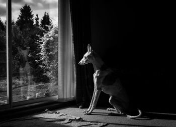 Dog looking away while sitting on window
