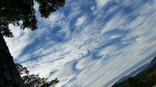 Low angle view of trees against cloudy sky