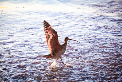 Bird flying over lake