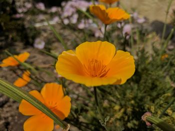 Close-up of yellow crocus blooming on field