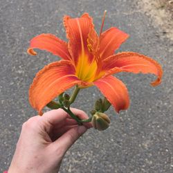 Close-up of hand holding flower