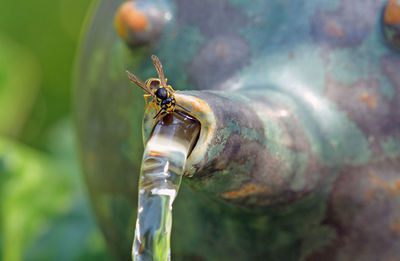 Close-up of insect