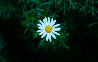 Close-up of white flowering plant