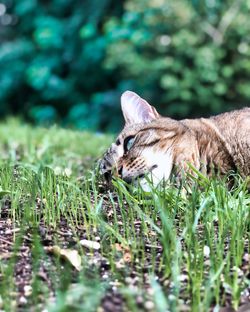 Close-up of a cat on field