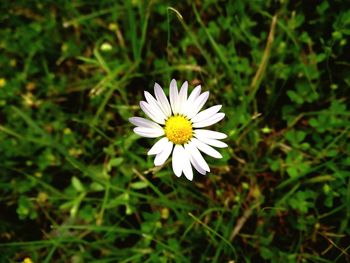 Close-up of daisy flowers blooming in field