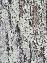 Full frame shot of tree trunk