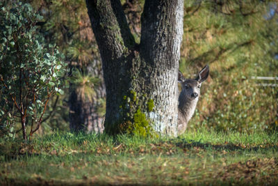 Sheep in a forest