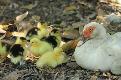 Close-up of a birds