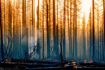 Panoramic view of pine trees in forest