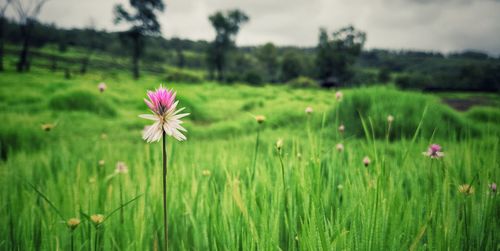 Close-up of pink flowering plants on field