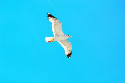 Low angle view of seagull flying against clear blue sky